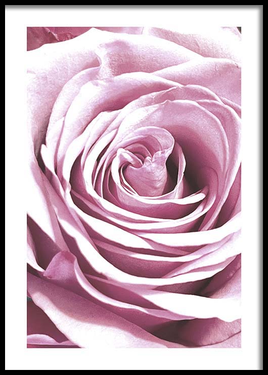 תמונה לבית של צילום ורד ורוד-תמונות לבית צילום-MIKOO