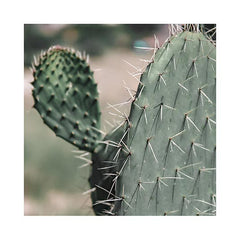 תמונות לבית-תמונות לחדר שינה-תמונות לקיר-תמונה של קקטוס ממוסגר בצורת ריבוע-MIKOO