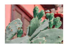 תמונות לבית-תמונות לחדר שינה-תמונות לקיר-תמונה קקטוס ובית אדום-MIKOO