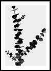 תמונה לסלון שחור לבן עלה אקליפטוס-MIKOO