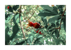 תמונות לבית-תמונות לחדר שינה-תמונות לקיר-תמונה פרח על עץ-MIKOO