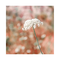 תמונות לבית-תמונות לחדר שינה-תמונות לקיר-תמונה לבית פרח-MIKOO