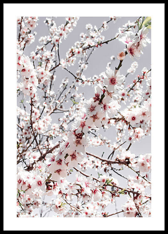 תמונת קיר לסלון של פריחת האביב בצבעים בהירים-תמונות לבית צילום-MIKOO